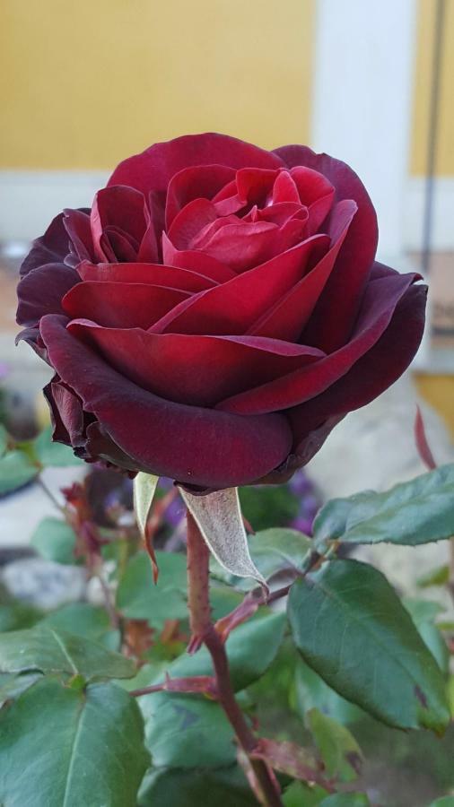 فيلا Le Rose Di موديكا المظهر الخارجي الصورة
